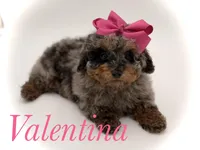 Valentina, a female Miniature Bernedoodle for sale in Mayfield, KY – Photo 1 of 10