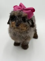 Valentina, a female Miniature Bernedoodle for sale in Mayfield, KY – Photo 8 of 10