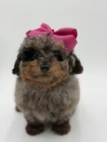 Valentina, a female Miniature Bernedoodle for sale in Mayfield, KY – Photo 2 of 10