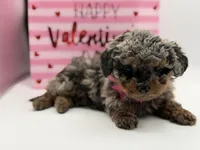 Valentina, a female Miniature Bernedoodle for sale in Mayfield, KY – Photo 6 of 10