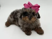 Valentina, a female Miniature Bernedoodle for sale in Mayfield, KY – Photo 10 of 10