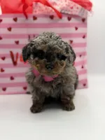 Valentina, a female Miniature Bernedoodle for sale in Mayfield, KY – Photo 4 of 10