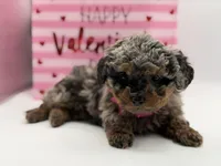 Valentina, a female Miniature Bernedoodle for sale in Mayfield, KY – Photo 7 of 10