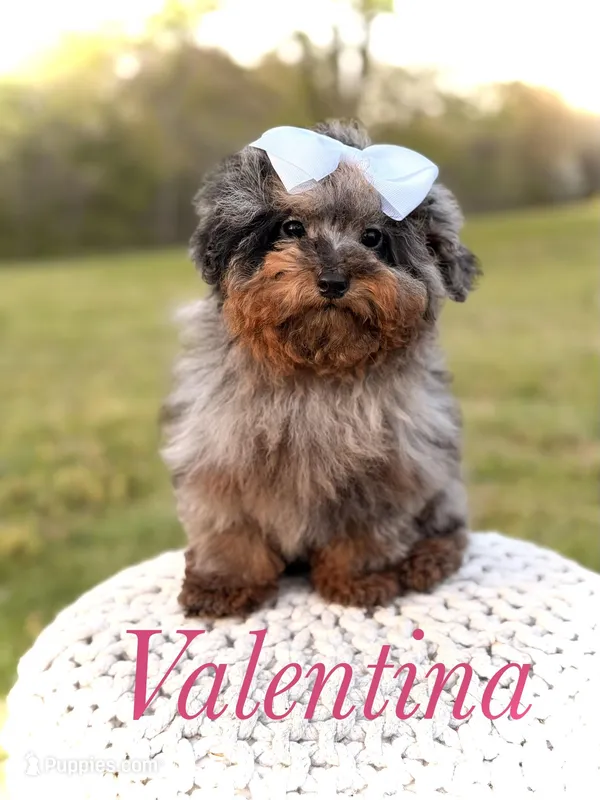Valentina – Miniature Bernedoodle puppy for sale in Mayfield, KY