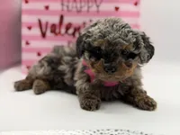 Valentina, a female Miniature Bernedoodle for sale in Mayfield, KY – Photo 8 of 10