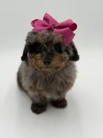 Valentina, a female Miniature Bernedoodle for sale in Mayfield, KY – Photo 3 of 10