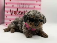 Valentina, a female Miniature Bernedoodle for sale in Mayfield, KY – Photo 2 of 10