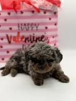 Valentina, a female Miniature Bernedoodle for sale in Mayfield, KY – Photo 3 of 10