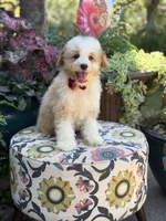 F1B Lincoln, a male Cavapoo for sale in Mayfield, KY – 10 of 10