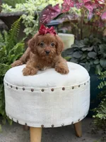 Ruby, a female Cavapoo for sale in Mayfield, KY – 9 of 9