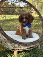 F1 Carter, a male Cavapoo for sale in Mayfield, KY – 7 of 10