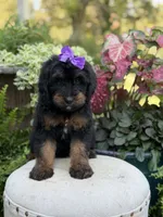 F1B Bernice , a female Bernedoodle for sale in Mayfield, KY – 2 of 10