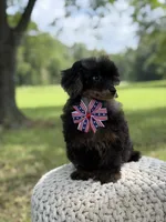 AKC DNA tested Finn, a male Poodle - Miniature  for sale in Mayfield, KY – 10 of 10
