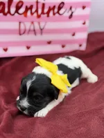 Yellow, a male Cavapoo for sale in Mayfield, KY – Photo 4 of 4