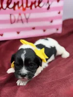 Yellow, a male Cavapoo for sale in Mayfield, KY – Photo 1 of 4