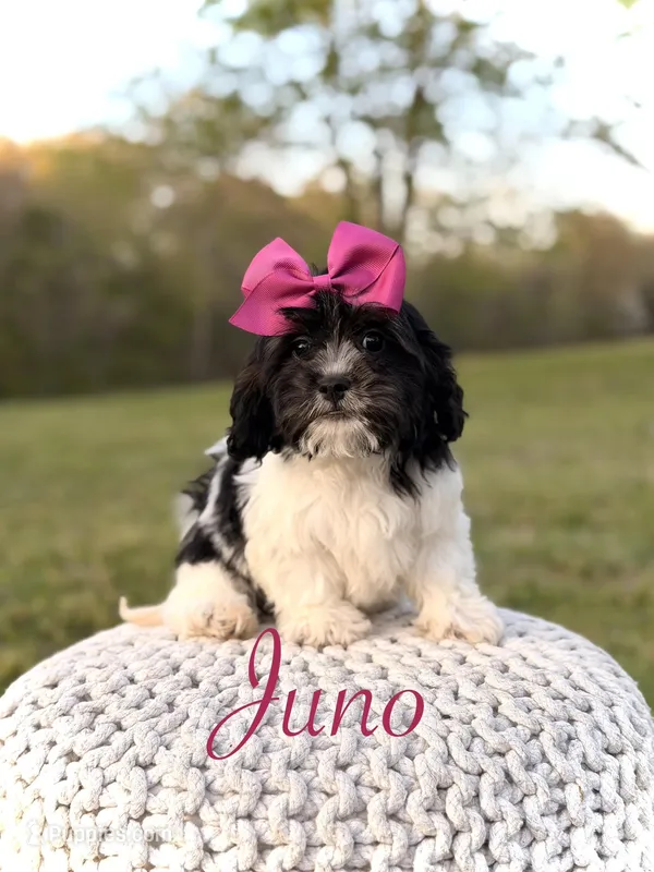 Juno F1 – Cavapoo puppy for sale in Mayfield, KY