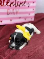 Yellow, a male Cavapoo for sale in Mayfield, KY – Photo 3 of 4