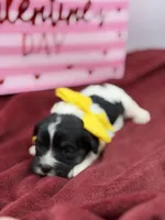 Yellow, a male Cavapoo for sale in Mayfield, KY – Photo 2 of 4