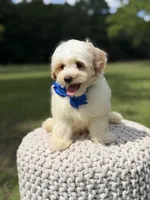 Lincoln, a male Maltipoo for sale in Mayfield, KY – 8 of 10