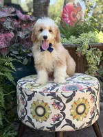 F1B Laken, a male Cavapoo for sale in Mayfield, KY – 6 of 10