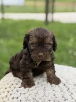 Hank, a male Cavapoo for sale in Mayfield, KY – 3 of 10