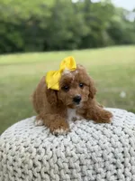 Allison, a female Miniature Goldendoodle for sale in Mayfield, KY – 7 of 10