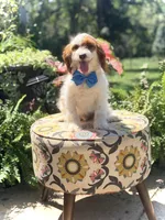 Denim, a male Cavapoo for sale in Mayfield, KY – 5 of 10