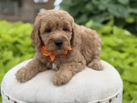 Paxton , a male Miniature Goldendoodle for sale in Mayfield, KY – 2 of 8