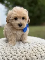 Ivan, a male Maltipoo for sale in Mayfield, KY – 4 of 7