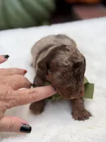 Green bow, a male Miniature Bernedoodle for sale in Mayfield, KY – 6 of 10