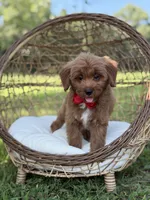 Baxter, a male Miniature Goldendoodle for sale in Mayfield, KY – 8 of 10