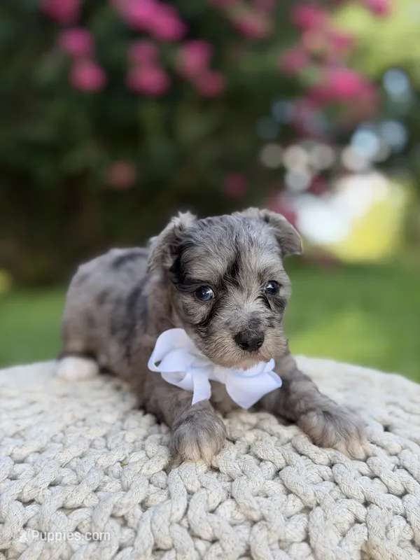 F1B Topper – Maltipoo puppy for sale in Mayfield, KY