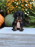 F1 Seth, a male Cavapoo for sale in Mayfield, KY – 9 of 9