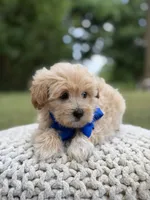 Ivan, a male Maltipoo for sale in Mayfield, KY – 5 of 7