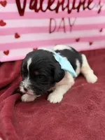 Light blue, a male Cavapoo for sale in Mayfield, KY – Photo 4 of 9