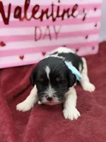 Light blue, a male Cavapoo for sale in Mayfield, KY – Photo 1 of 9