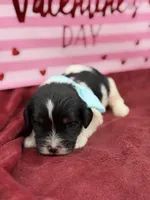 Light blue, a male Cavapoo for sale in Mayfield, KY – Photo 5 of 9