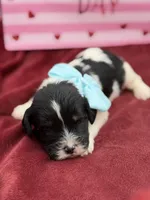 Light blue, a male Cavapoo for sale in Mayfield, KY – Photo 9 of 9