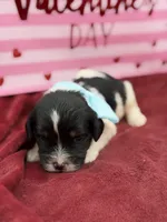 Light blue, a male Cavapoo for sale in Mayfield, KY – Photo 3 of 9