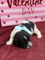 Light blue, a male Cavapoo for sale in Mayfield, KY – Photo 6 of 9