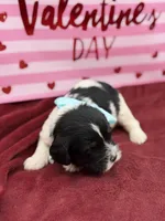 Light blue, a male Cavapoo for sale in Mayfield, KY – Photo 8 of 9
