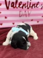 Light blue, a male Cavapoo for sale in Mayfield, KY – Photo 2 of 9