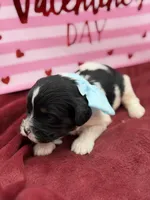 Light blue, a male Cavapoo for sale in Mayfield, KY – Photo 7 of 9