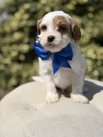 Denim, a male Cavapoo for sale in Mayfield, KY – 7 of 9