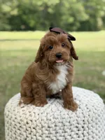 Adley, a female Miniature Goldendoodle for sale in Mayfield, KY – 5 of 10