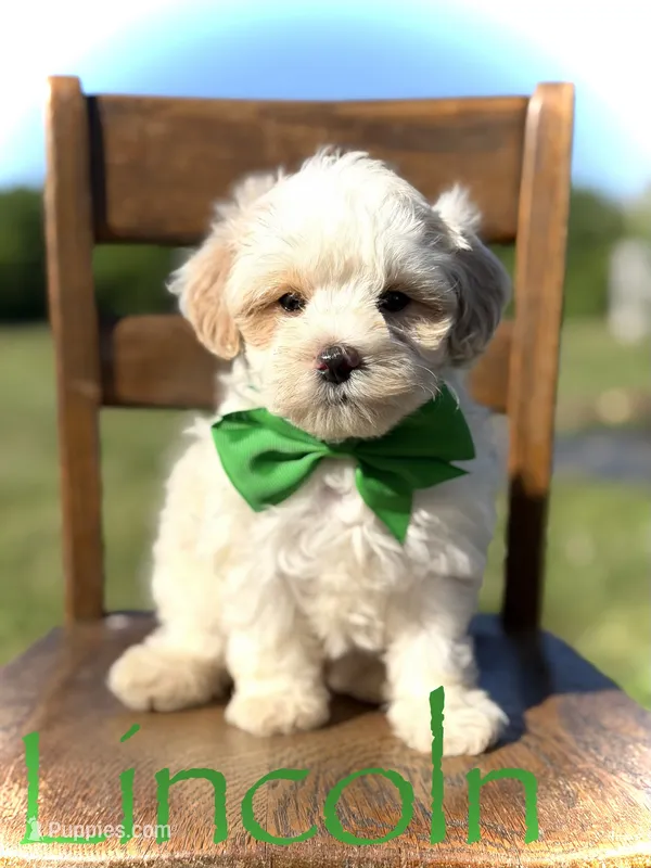 Lincoln – Maltipoo puppy for sale in Mayfield, KY