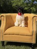AKC Wilson , a male Poodle - Multi-Colored Standard for sale in Mayfield, KY – 10 of 10