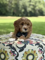 F1B Liam, a male Cavapoo for sale in Mayfield, KY – 10 of 10
