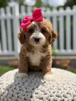 F1 Jewel, a female Cavapoo for sale in Mayfield, KY – 6 of 6