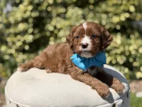 Duke, a male Cavapoo for sale in Mayfield, KY – 3 of 10